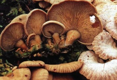    Schizophyllum commune